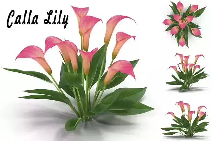Calla Lily Pink