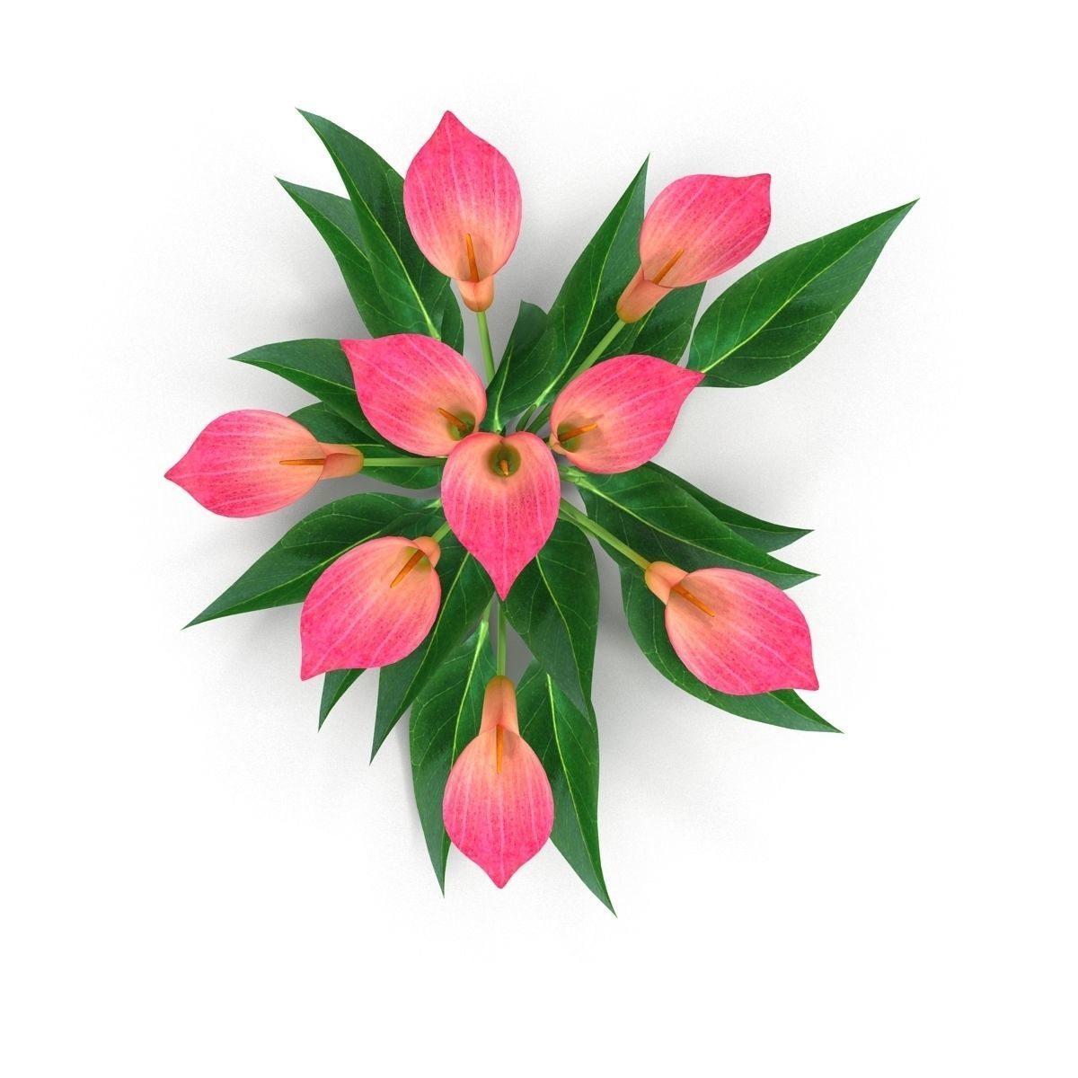 Calla Lily Pink 3D model_1