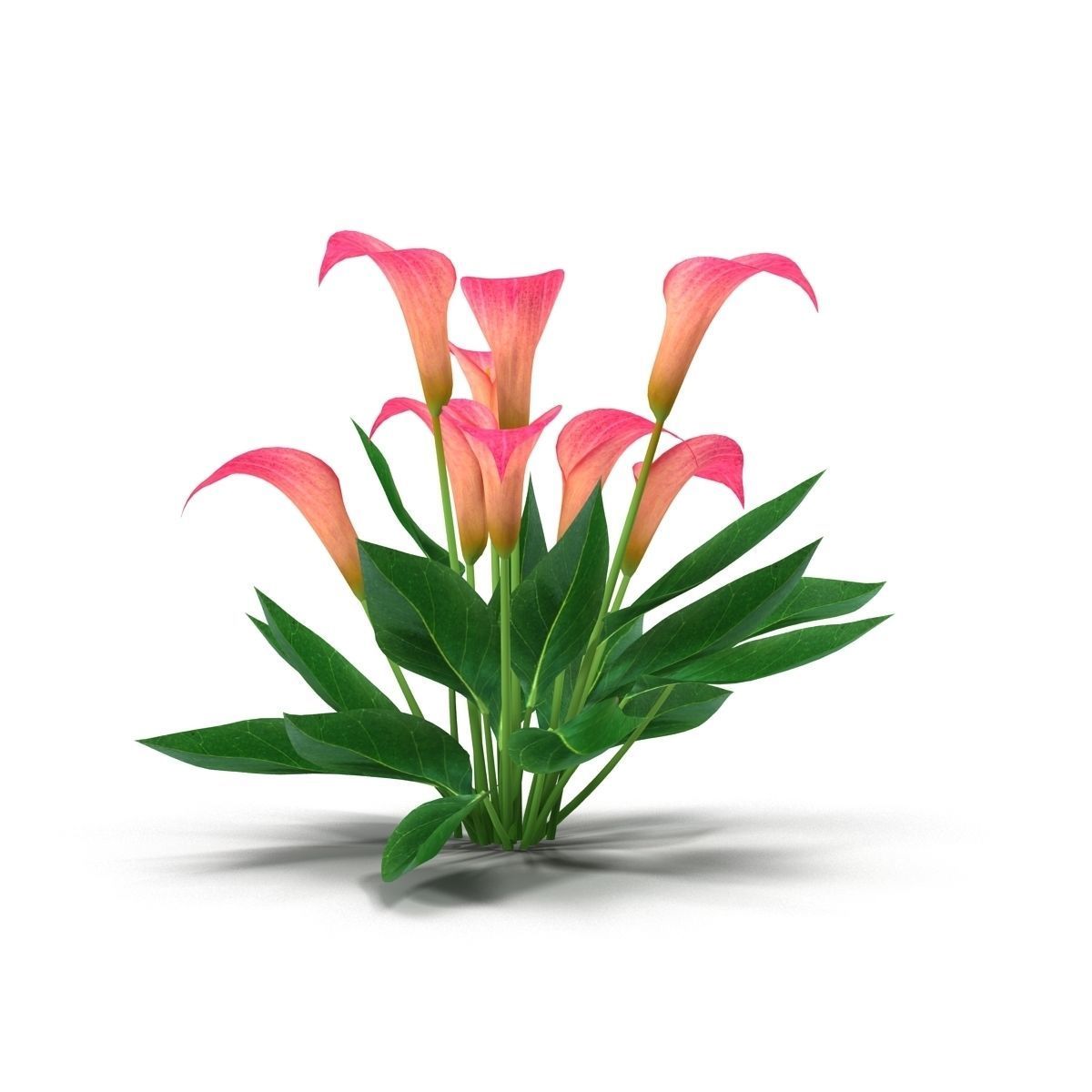 Calla Lily Pink 3D model_3
