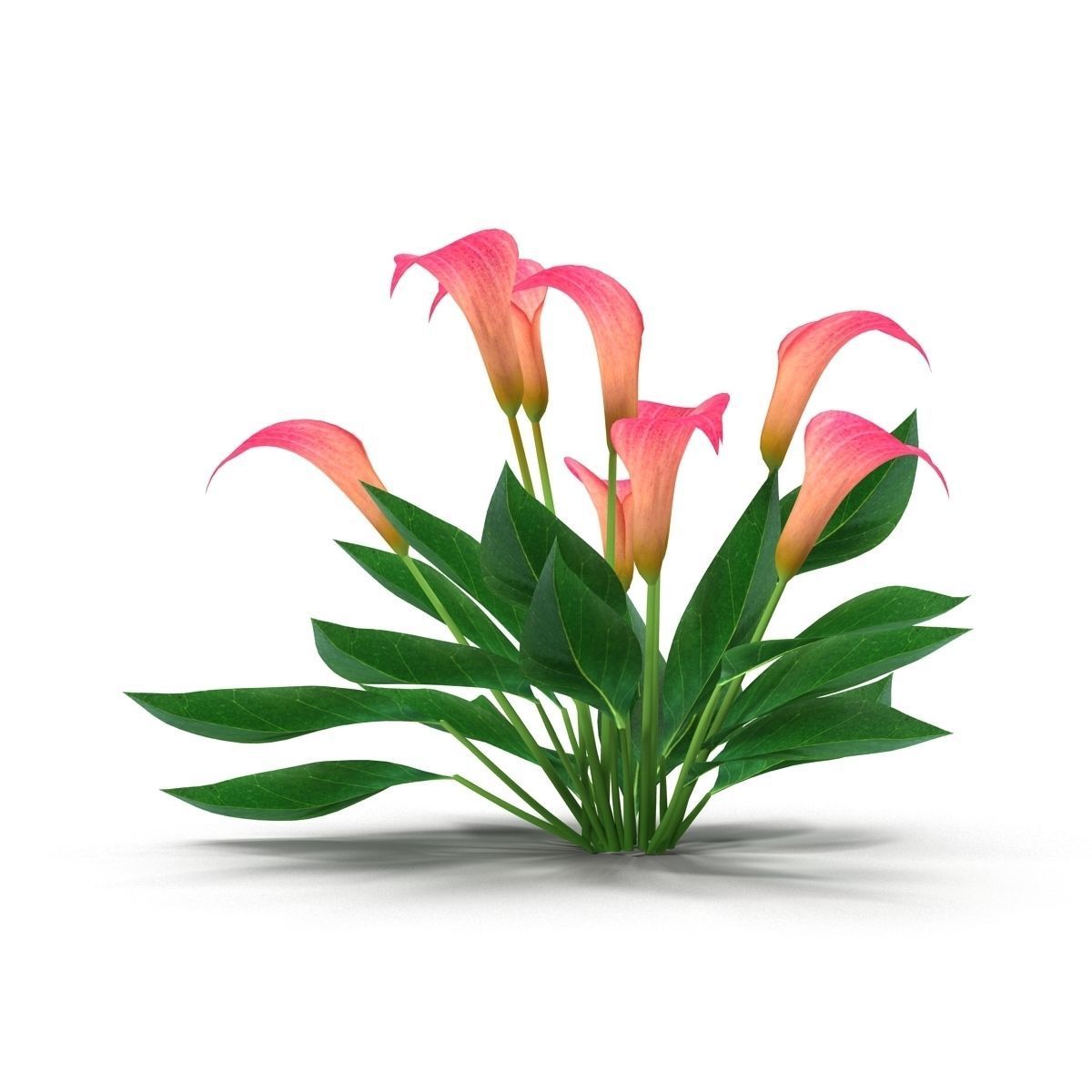 Calla Lily Pink 3D model_4