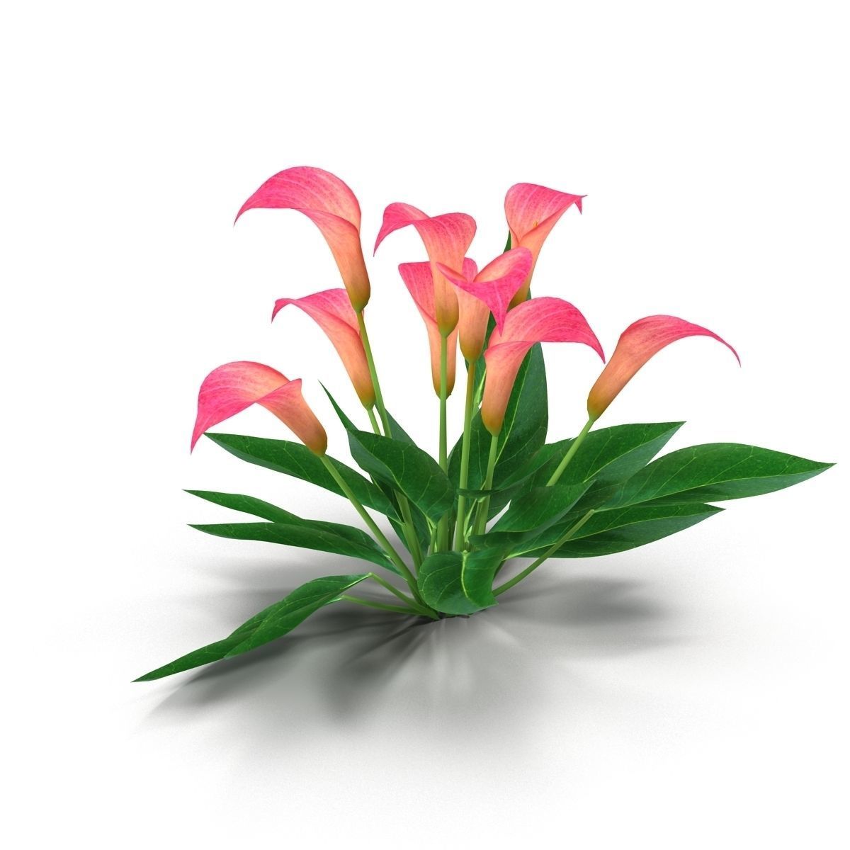 Calla Lily Pink 3D model_6