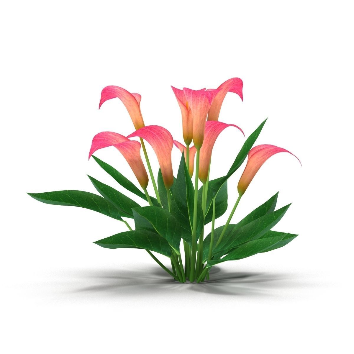 Calla Lily Pink 3D model_2