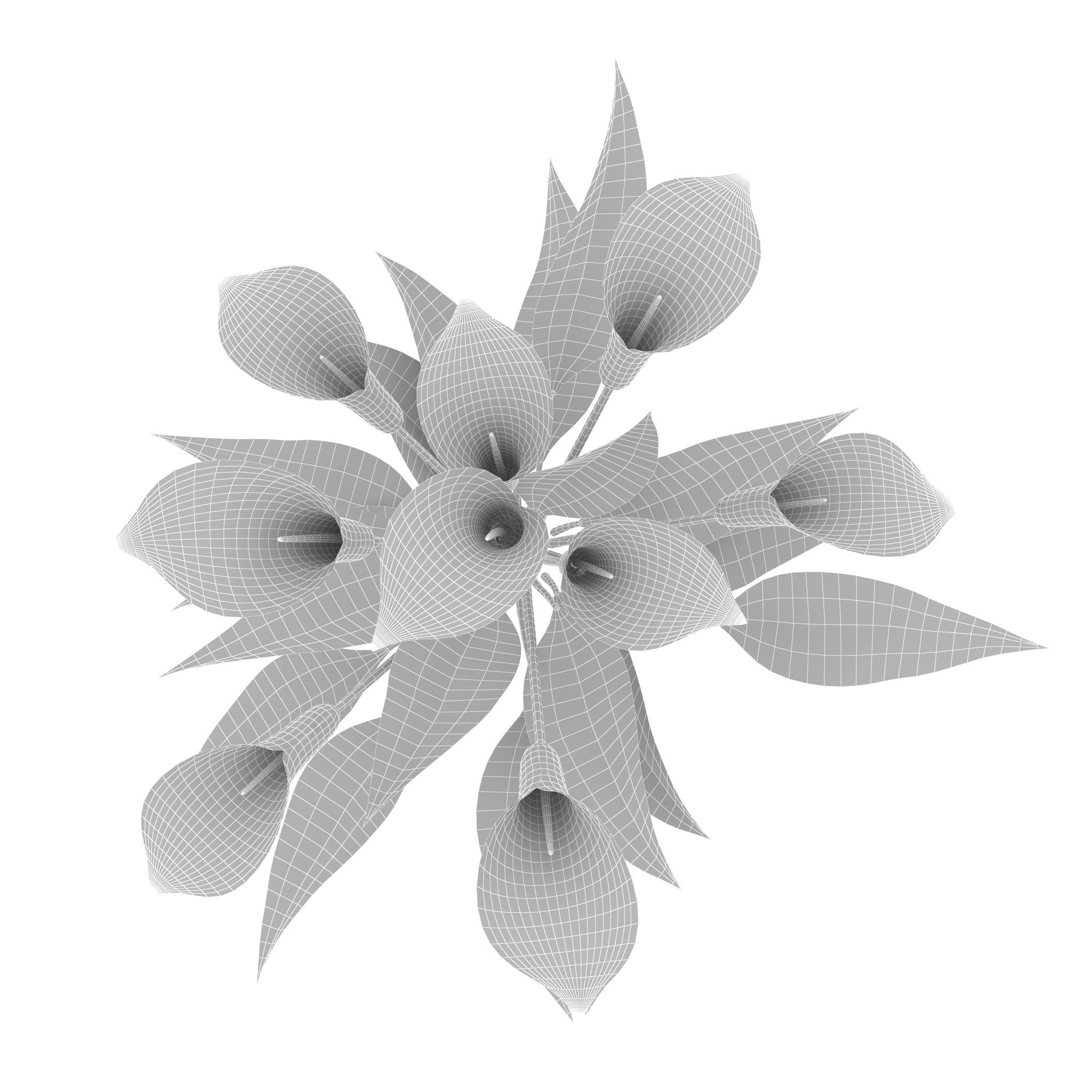 Calla Lily Pink 3D model_9