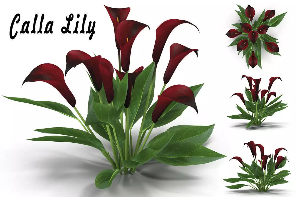 Calla Lily purple 3D model_0