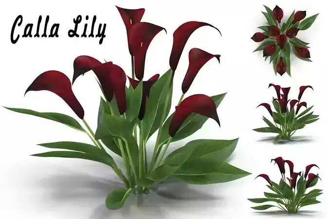 Calla Lily purple