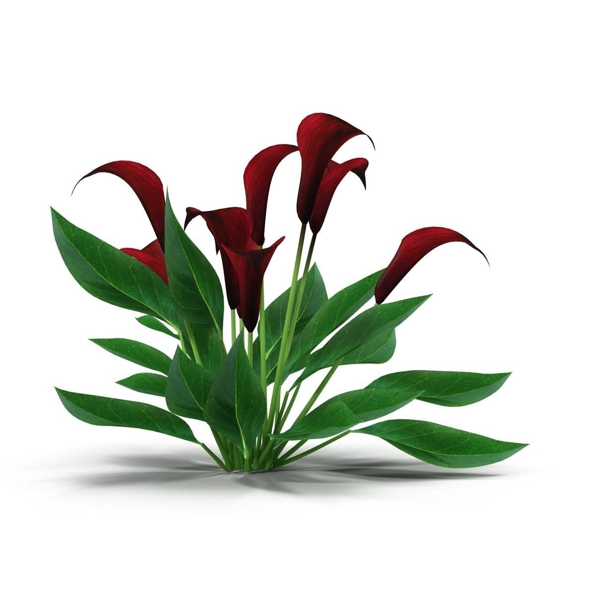 Calla Lily purple 3D model_7