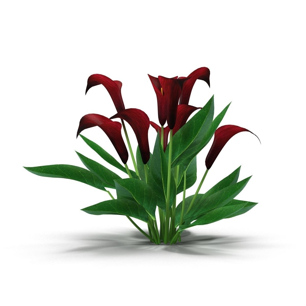 Calla Lily purple 3D model_4