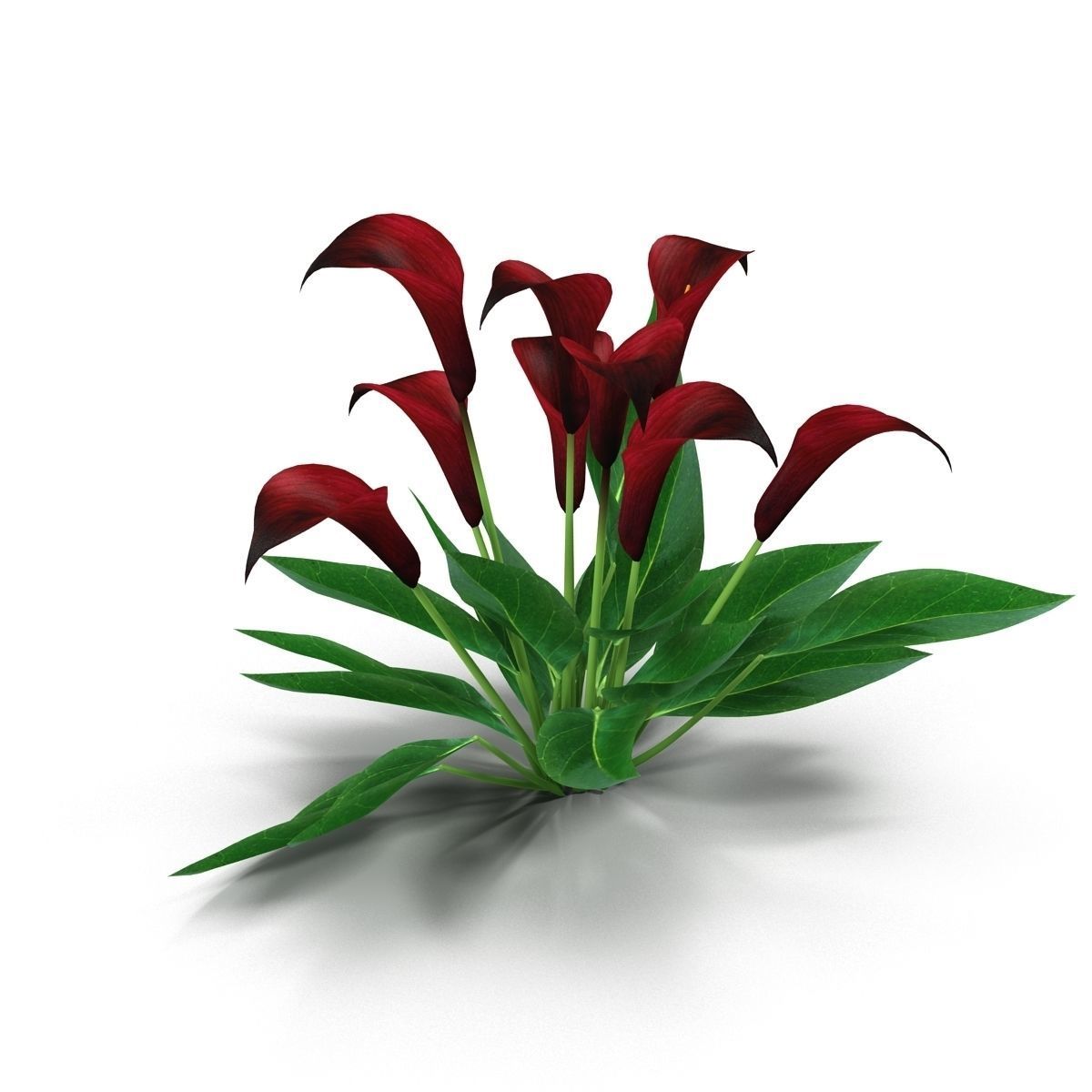 Calla Lily purple 3D model_5