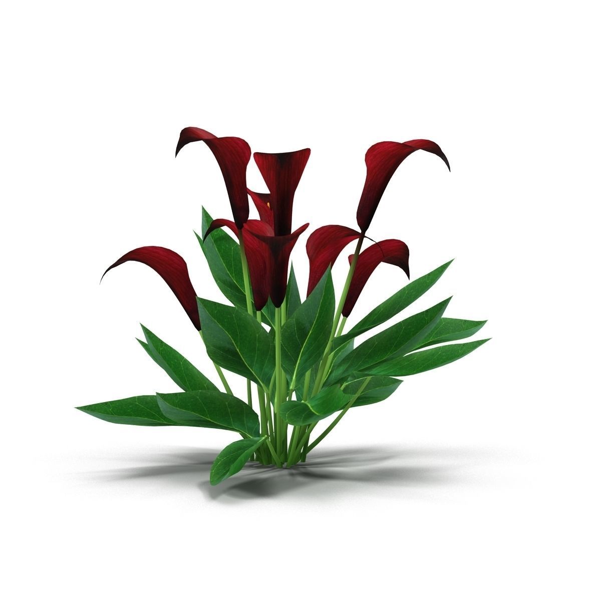 Calla Lily purple 3D model_1