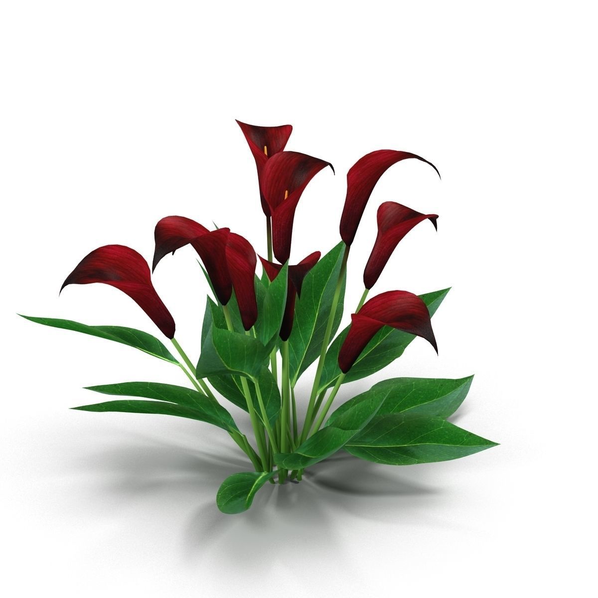 Calla Lily purple 3D model_3