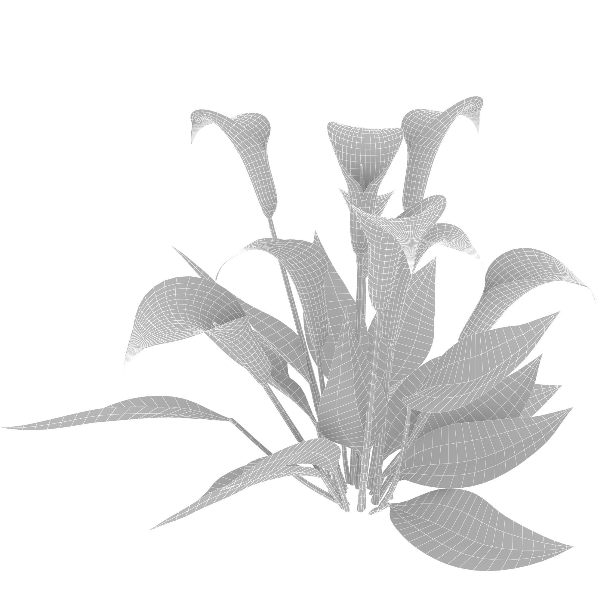 Calla Lily purple 3D model_8