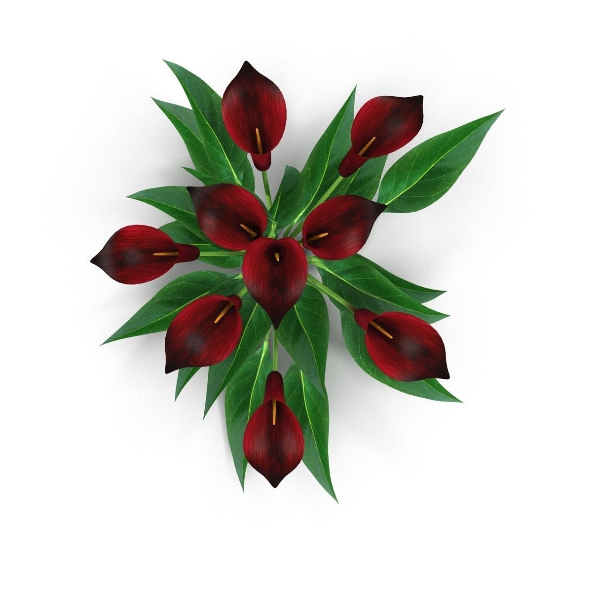 Calla Lily purple 3D model_6