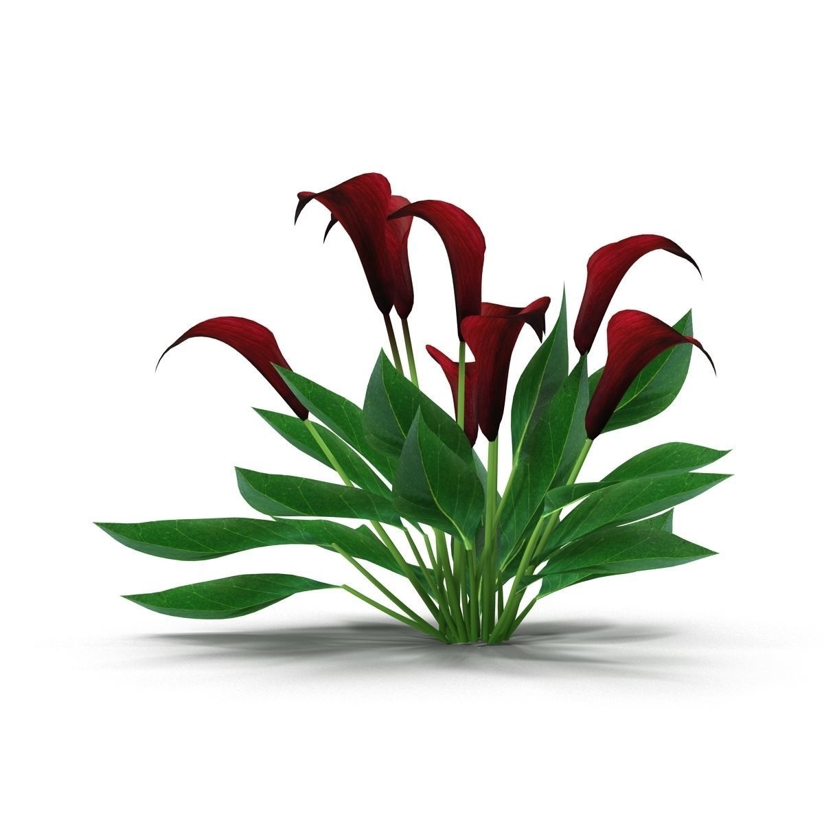 Calla Lily purple 3D model_2