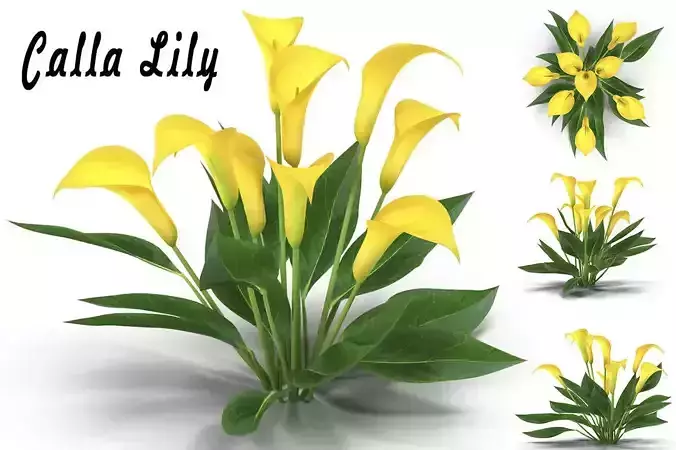 Calla Lily yellow