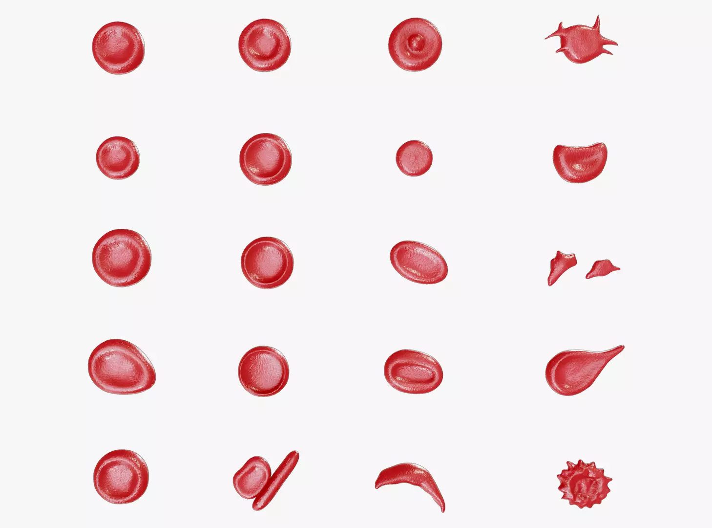 Red Blood Cell Morphology Normal and Abnormal Structures 3D model