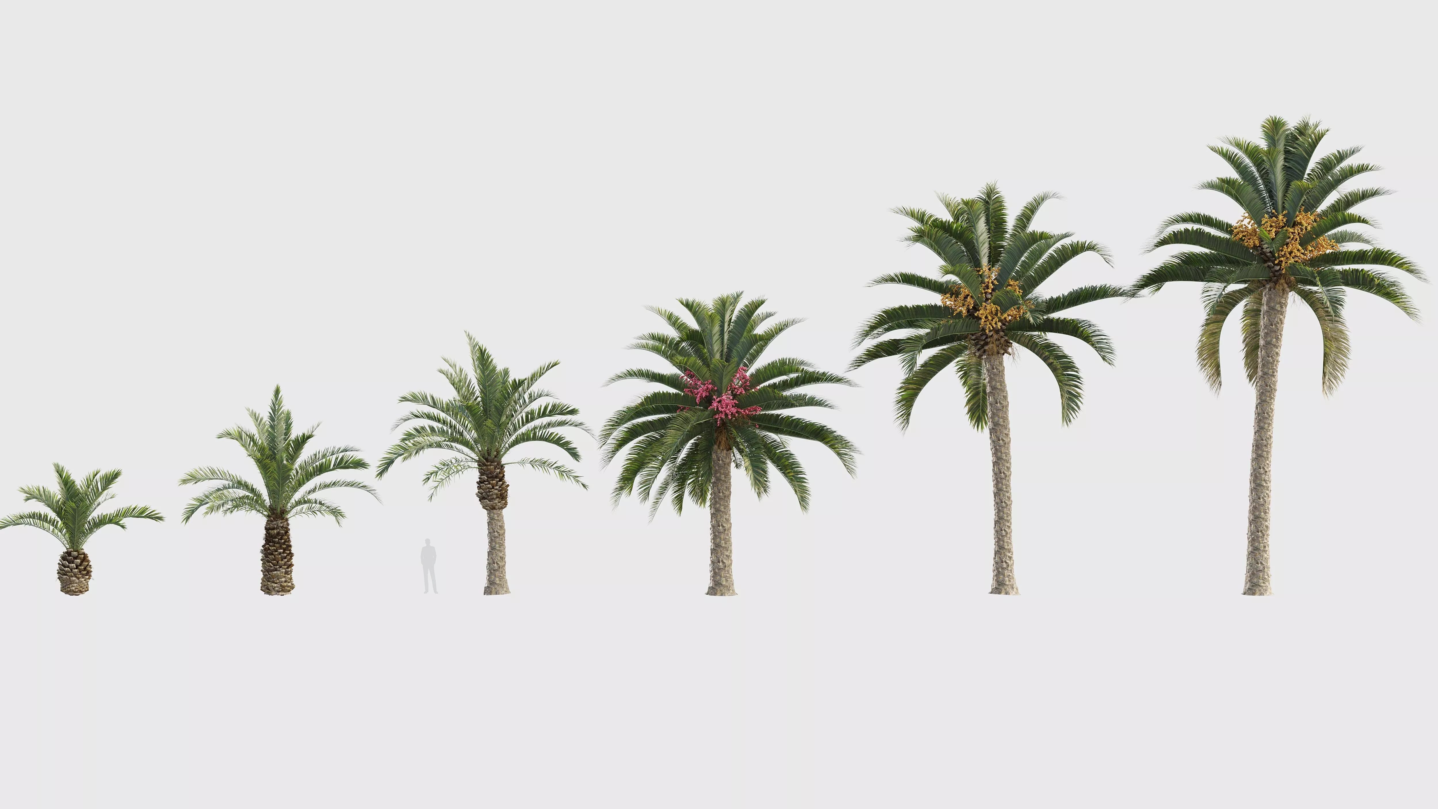 Phoenix canariensis - Canary Island date palm Low-poly 3D model
