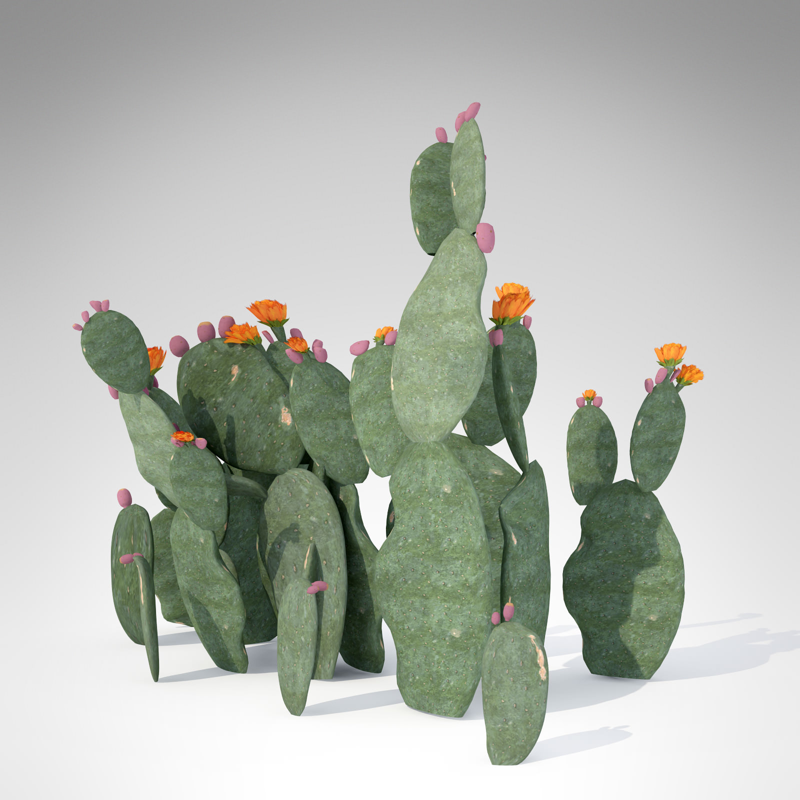 XfrogPlants Prickly Pear 3D model_1