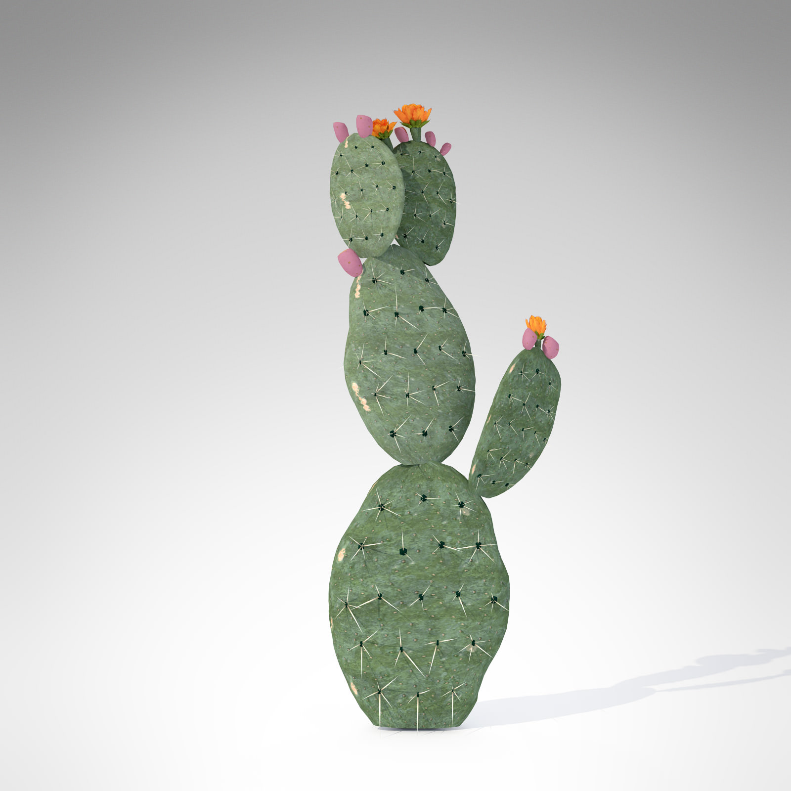 XfrogPlants Prickly Pear 3D model_2