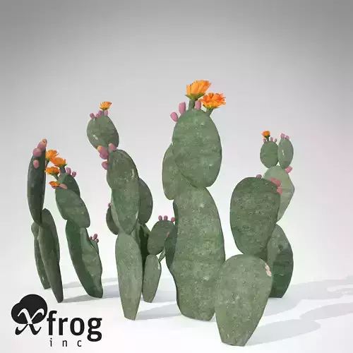 XfrogPlants Prickly Pear