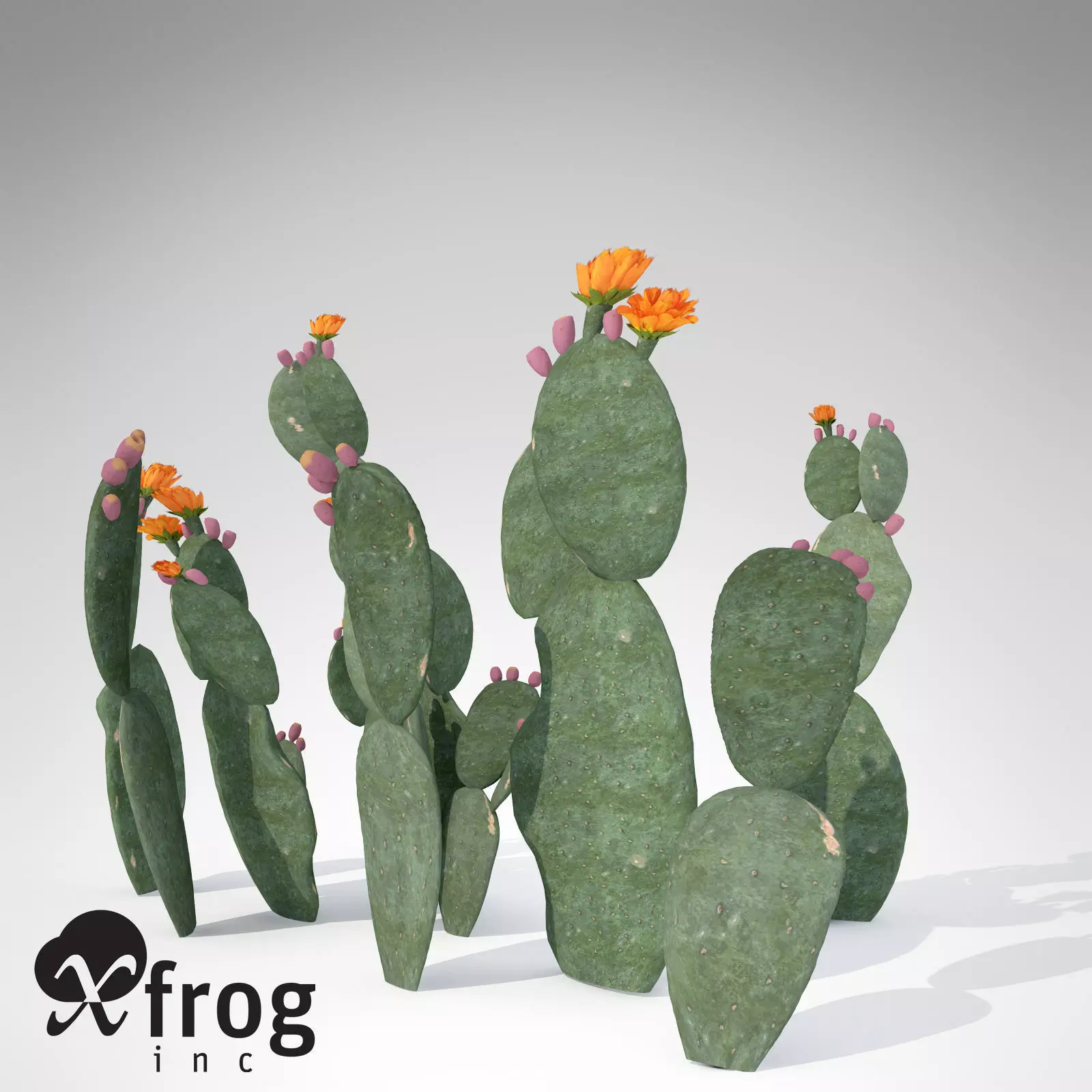 XfrogPlants Prickly Pear 3D model_0