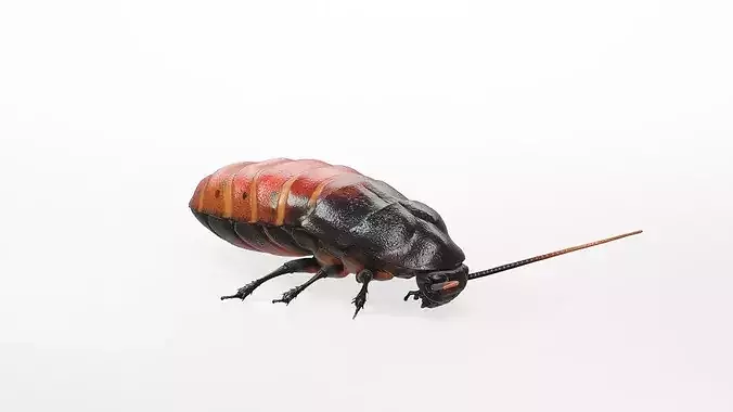 Detailed Realistic Cockroach