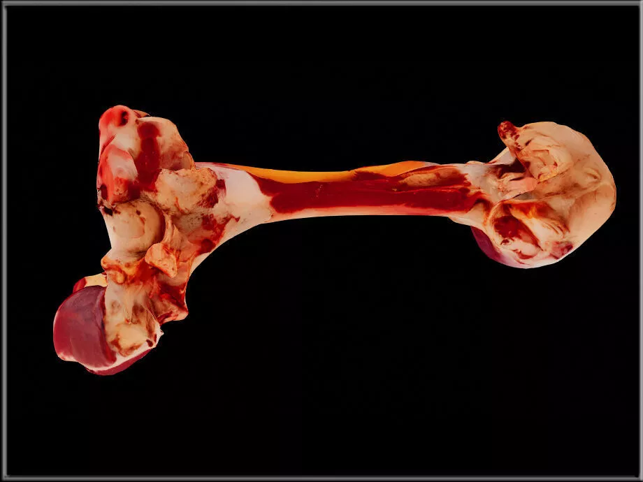 Raw Meaty Bone Low-poly 3D model