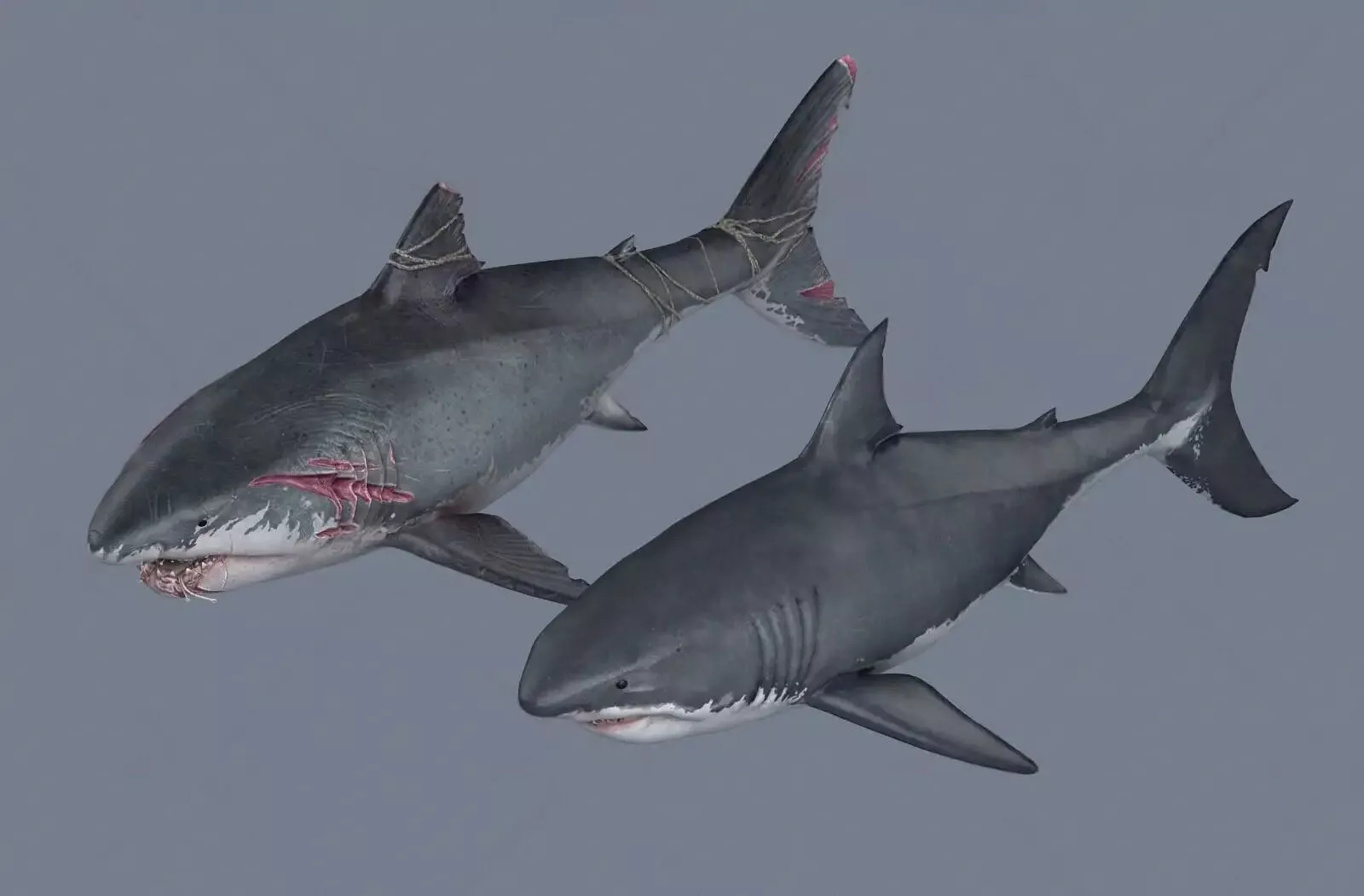 Realistic and ferocious shark and great white shark 3D model