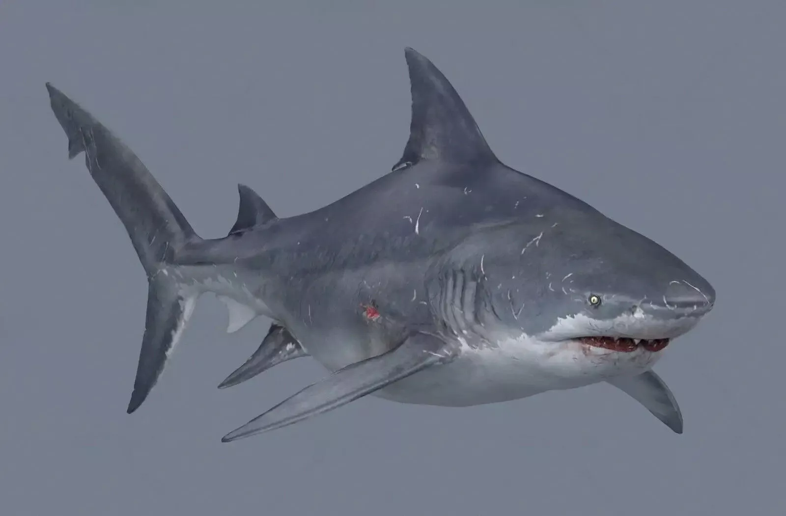 Realistic Bull Shark 3D model