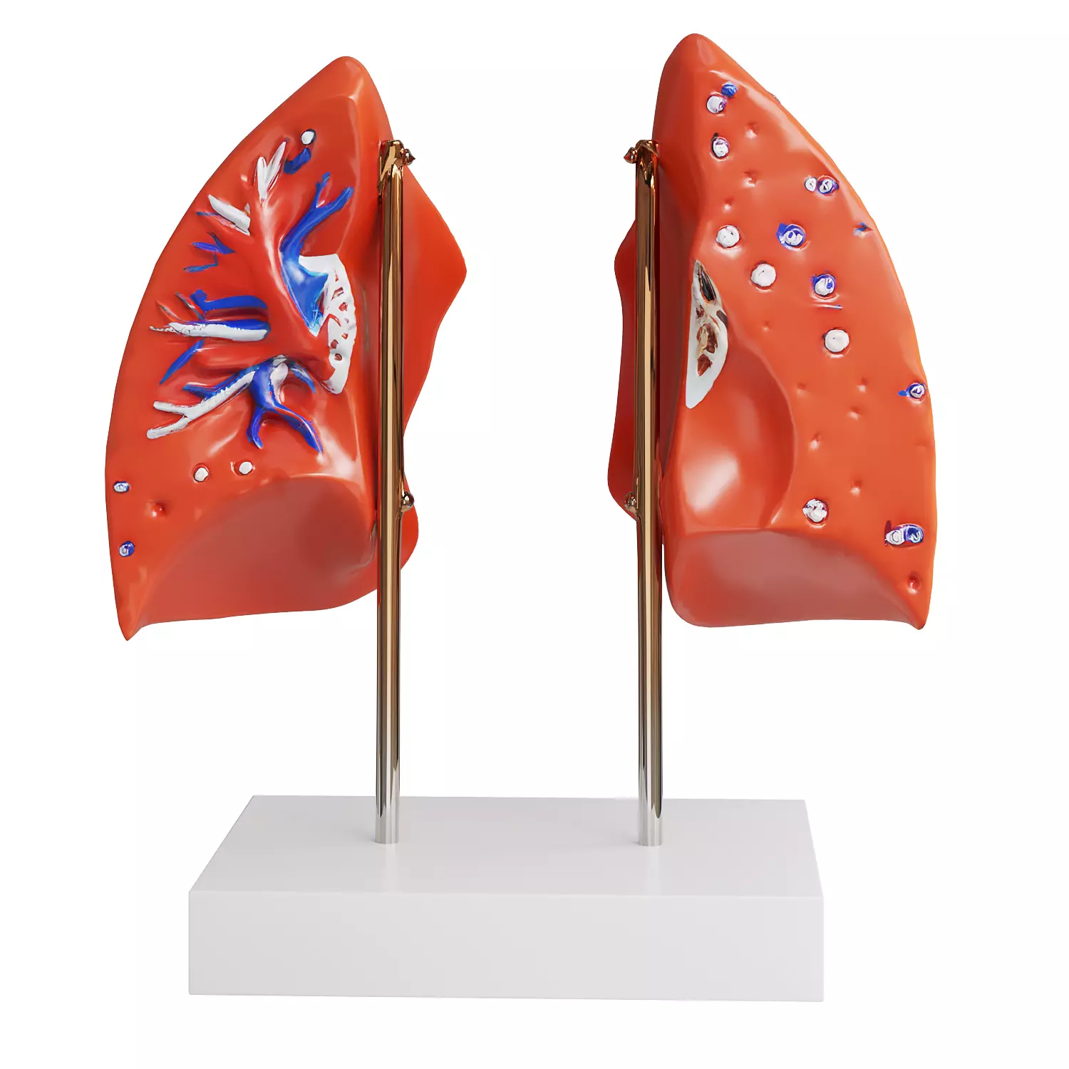 Human Lung Anatomical Model on Stand Low-poly 3D model