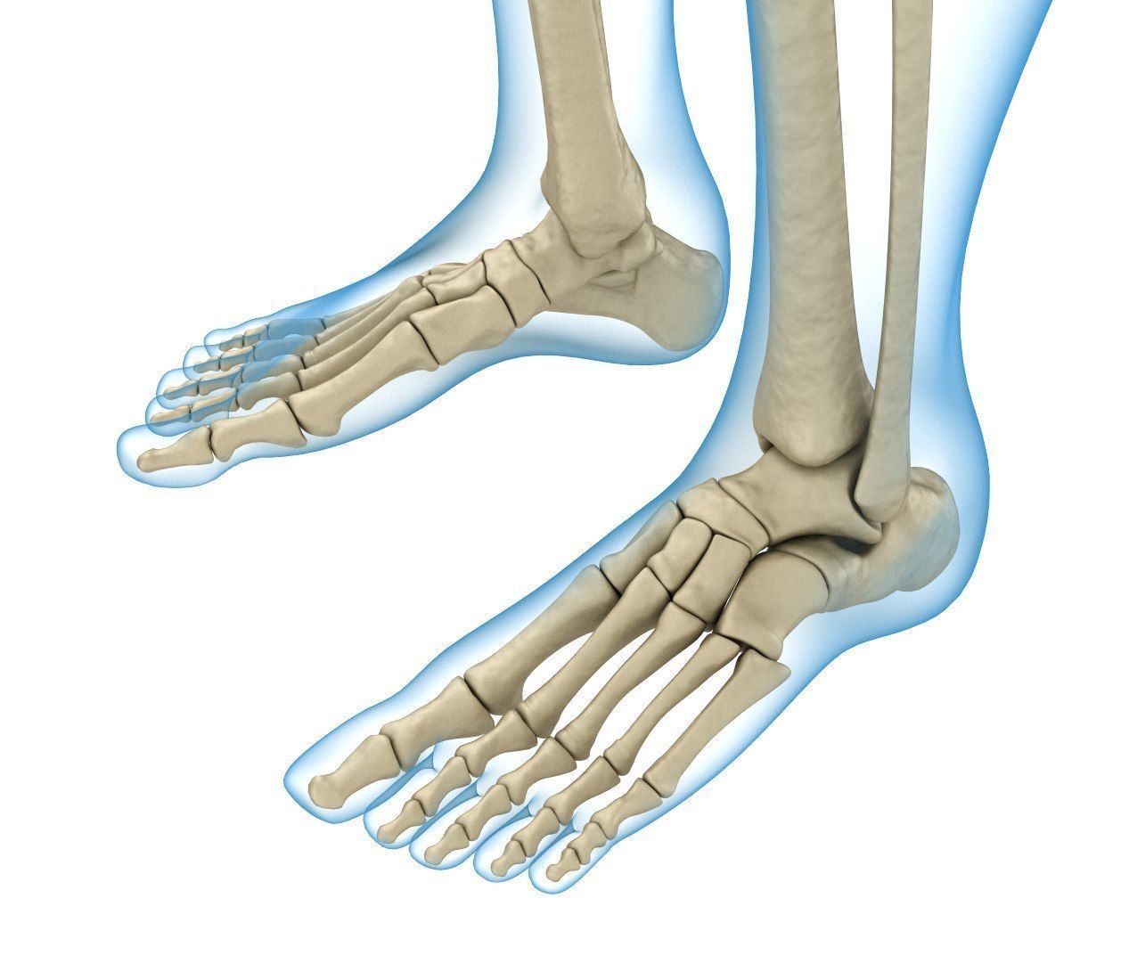 Human Skeleton and body Rigged Anatomy Low-poly 3D model_7