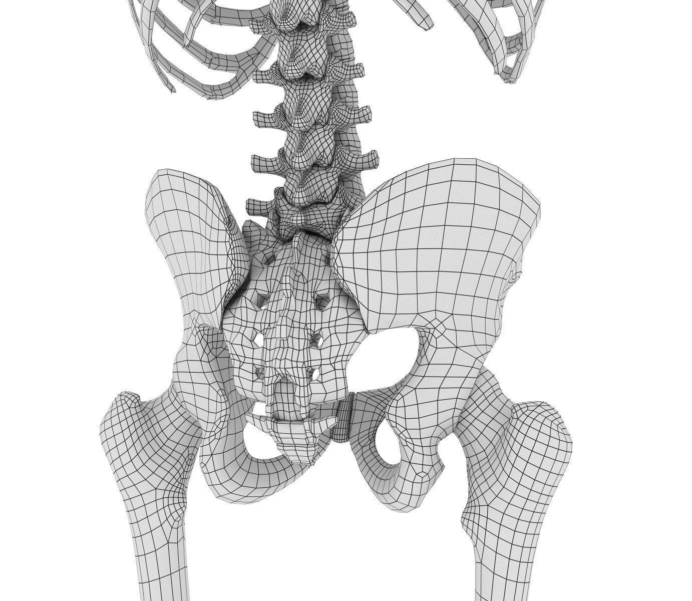 Human Skeleton and body Rigged Anatomy Low-poly 3D model_30