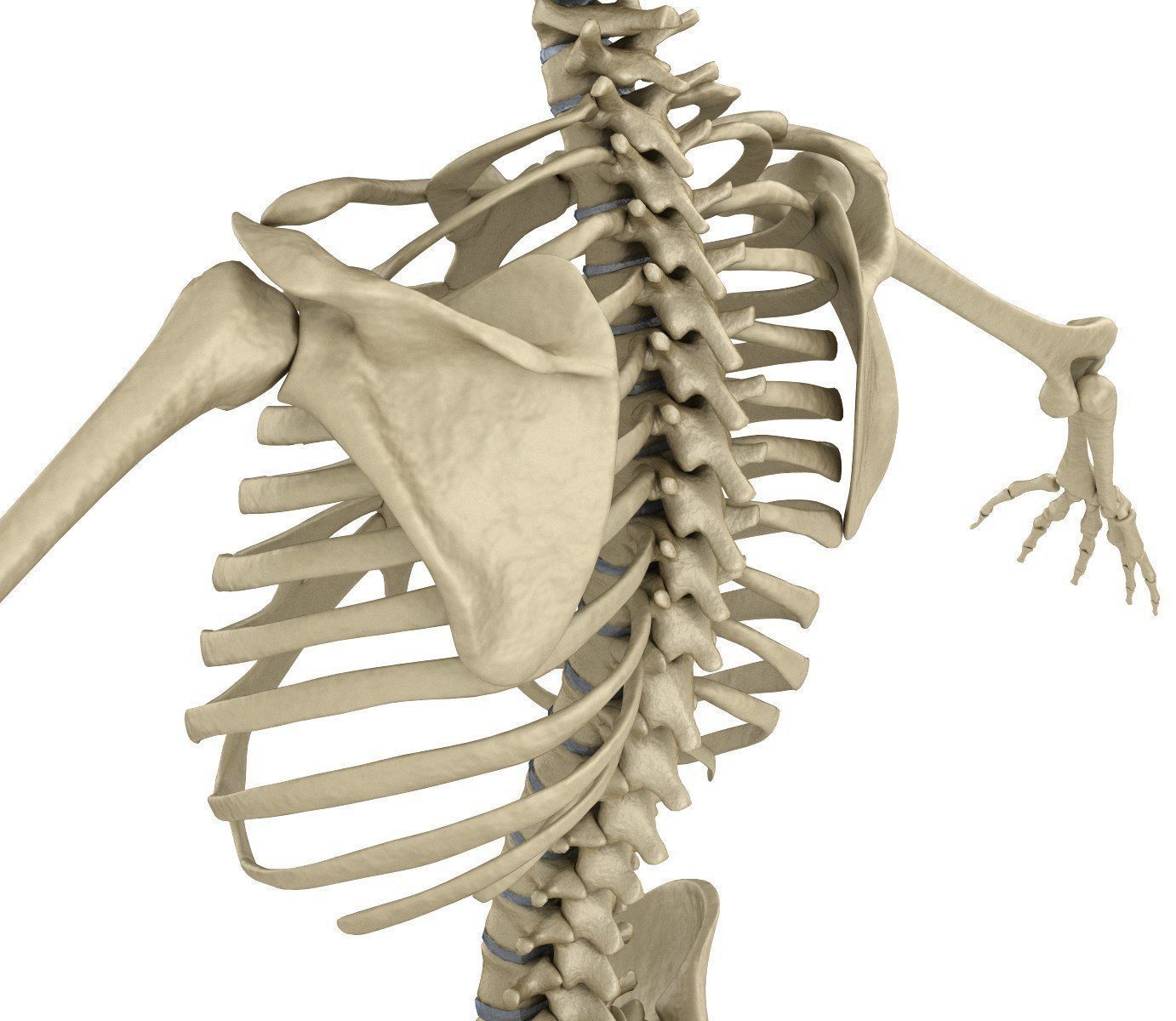 Human Skeleton and body Rigged Anatomy Low-poly 3D model_27