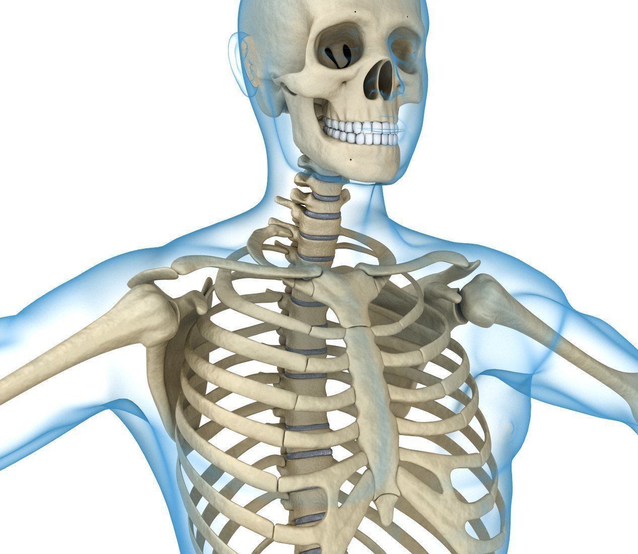 Human Skeleton and body Rigged Anatomy Low-poly 3D model_1