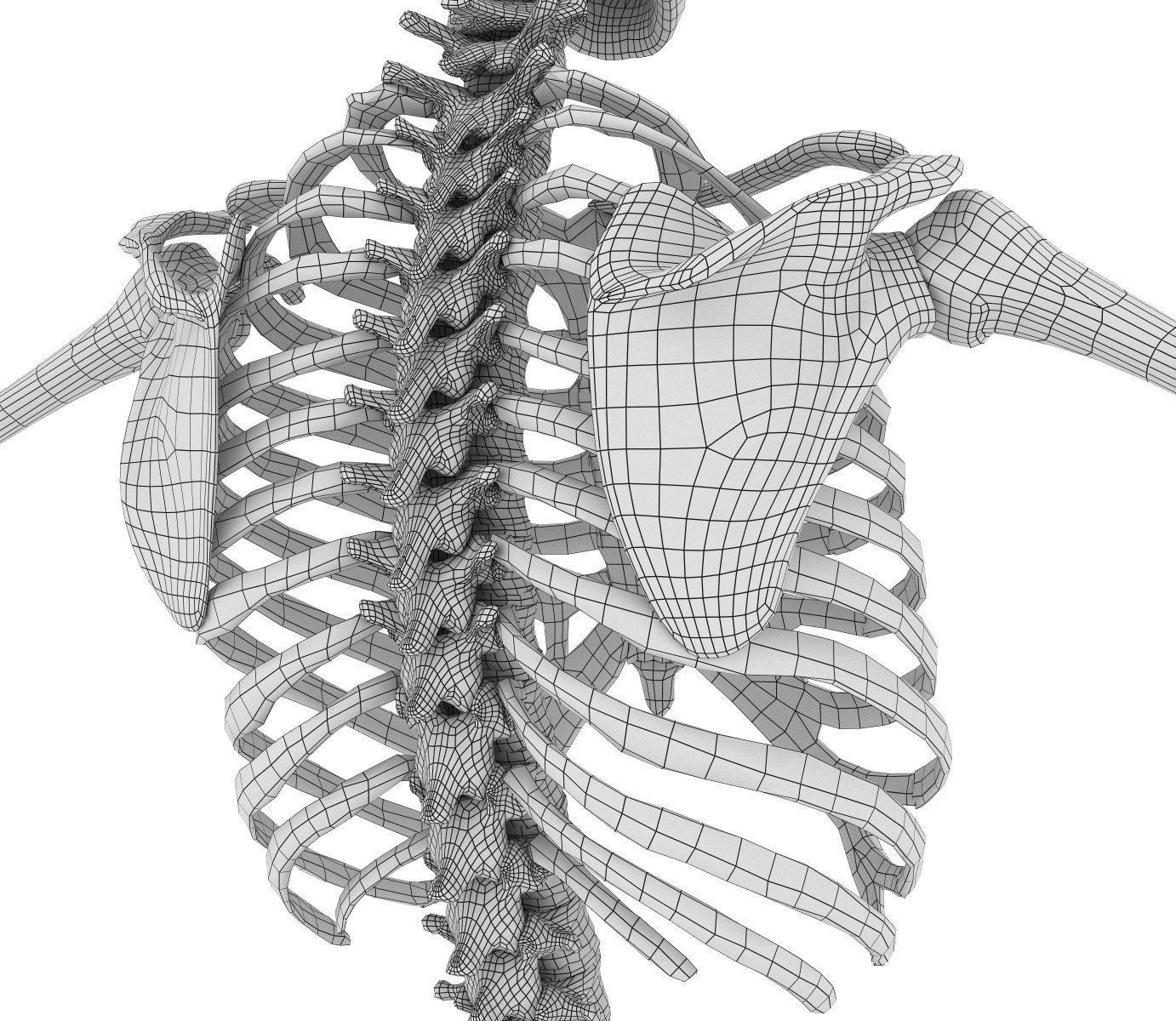 Human Skeleton and body Rigged Anatomy Low-poly 3D model_31
