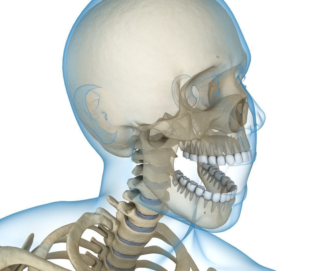 Human Skeleton and body Rigged Anatomy Low-poly 3D model_15