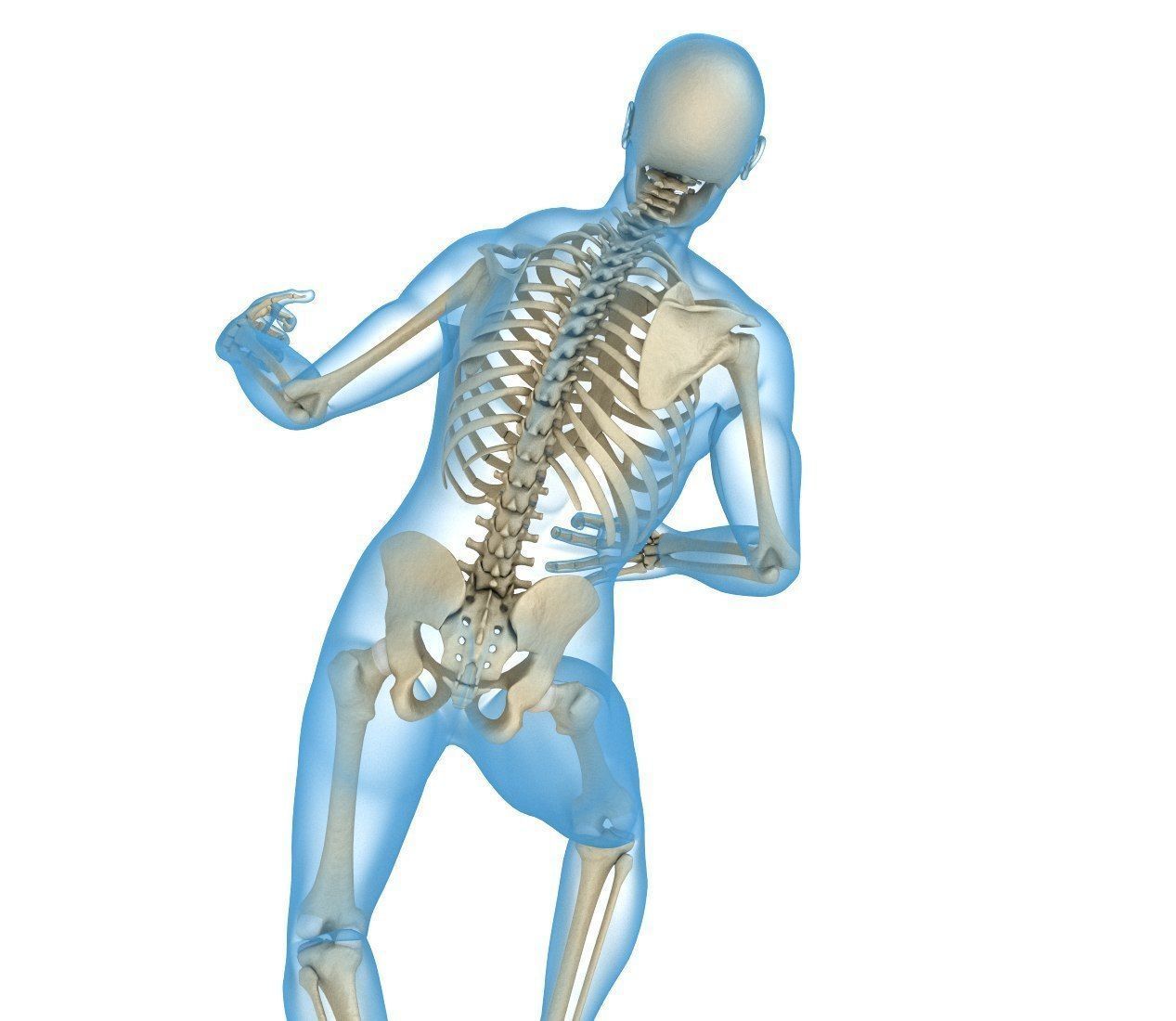 Human Skeleton and body Rigged Anatomy Low-poly 3D model_10