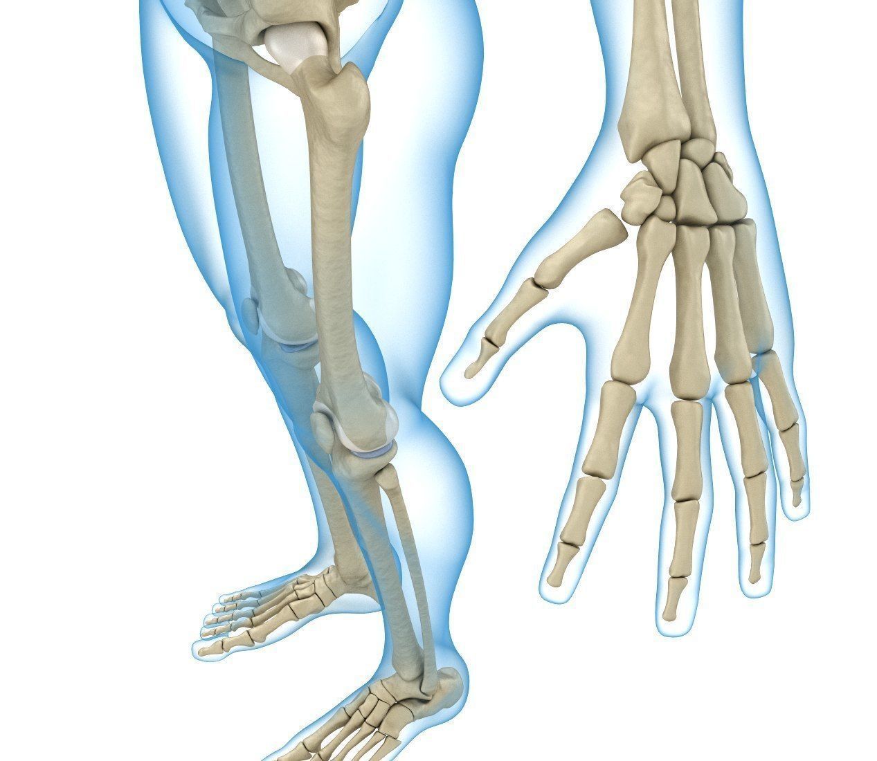 Human Skeleton and body Rigged Anatomy Low-poly 3D model_8