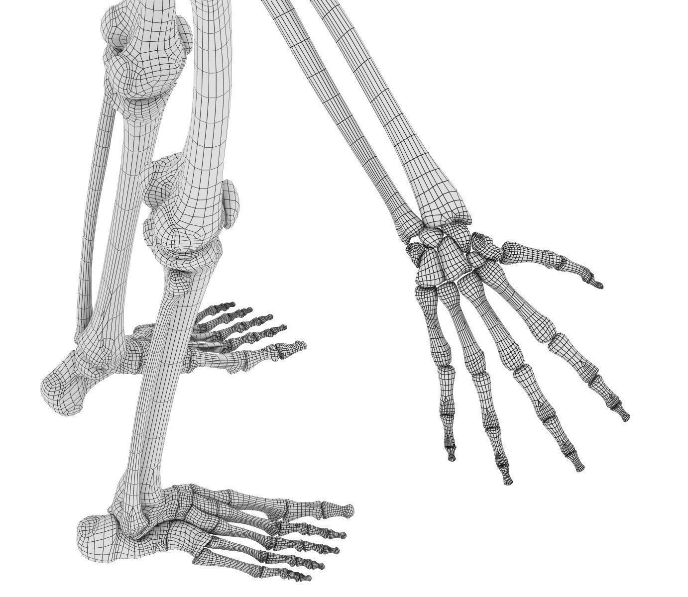 Human Skeleton and body Rigged Anatomy Low-poly 3D model_32