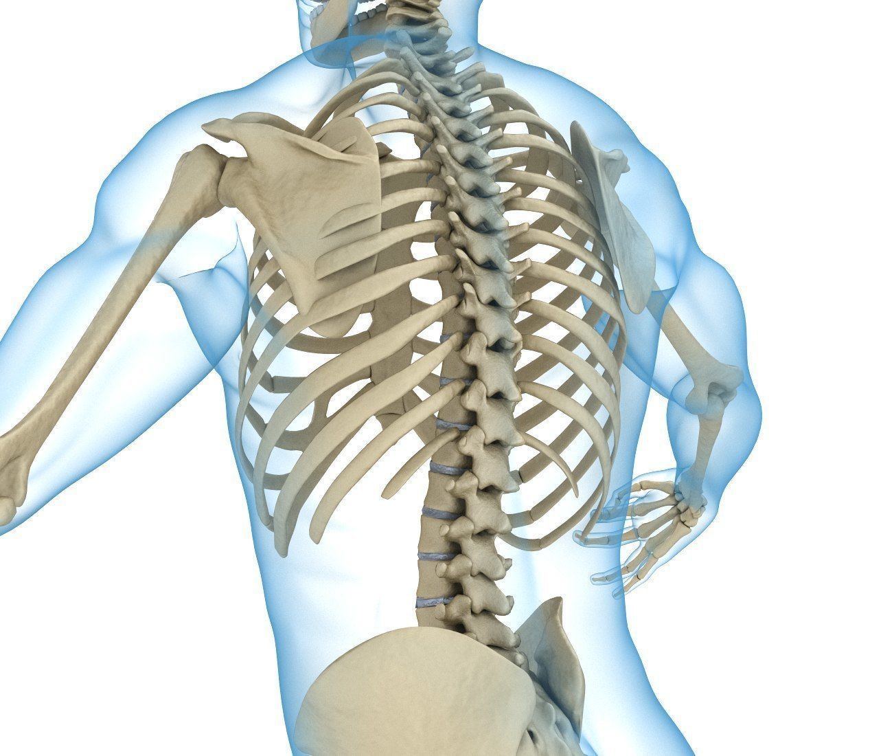 Human Skeleton and body Rigged Anatomy Low-poly 3D model_19