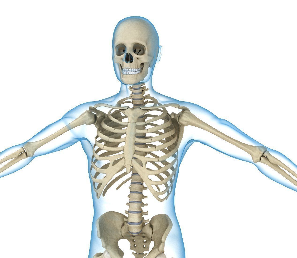 Human Skeleton and body Rigged Anatomy Low-poly 3D model_3