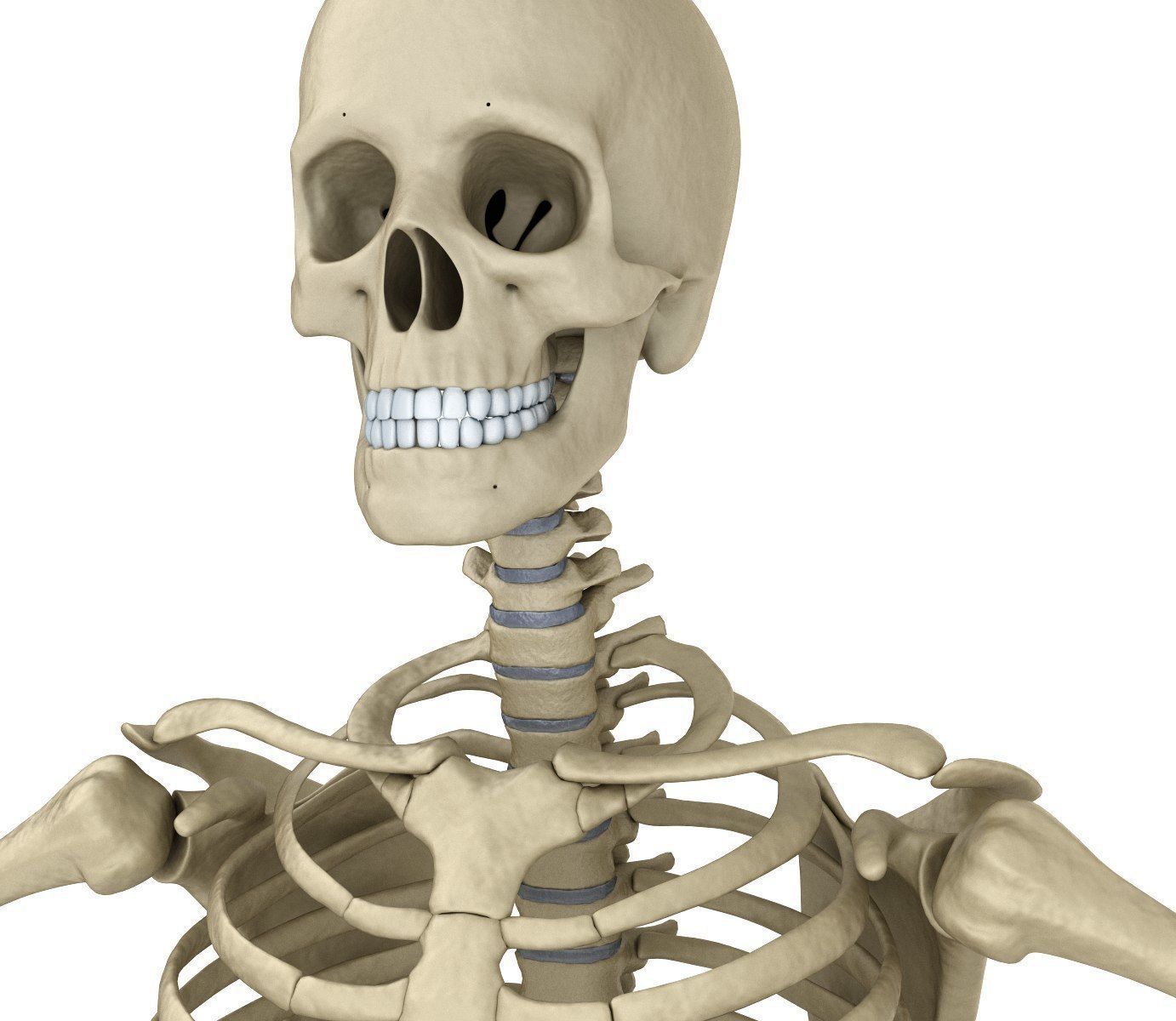 Human Skeleton and body Rigged Anatomy Low-poly 3D model_28