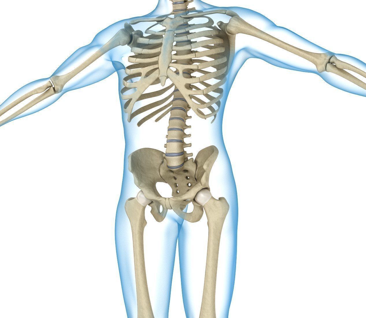 Human Skeleton and body Rigged Anatomy Low-poly 3D model_4