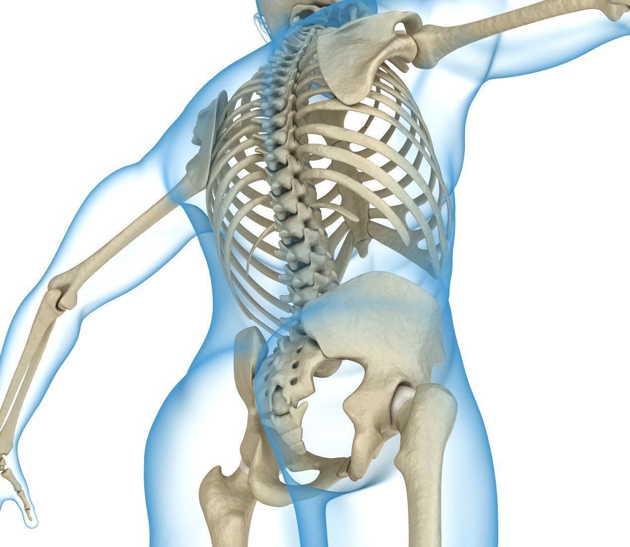 Human Skeleton and body Rigged Anatomy Low-poly 3D model_17