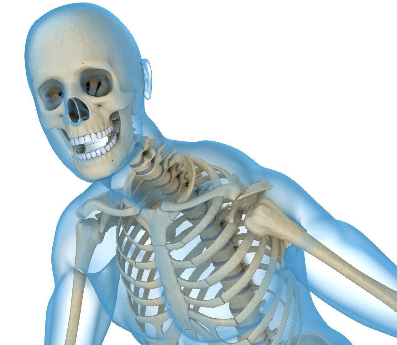 Human Skeleton and body Rigged Anatomy Low-poly 3D model_12