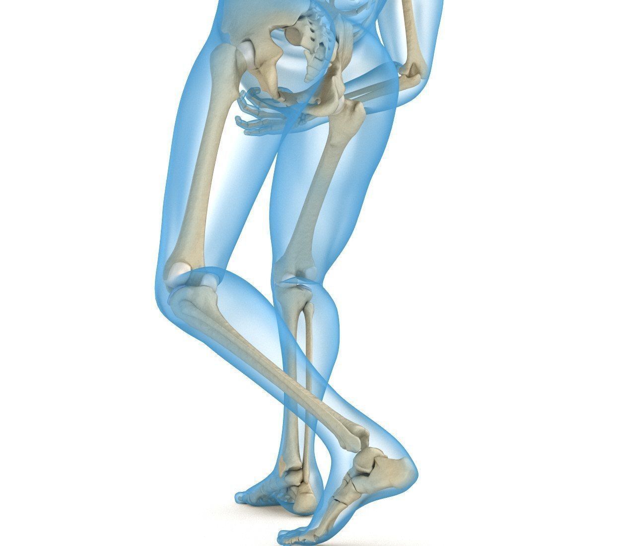 Human Skeleton and body Rigged Anatomy Low-poly 3D model_9