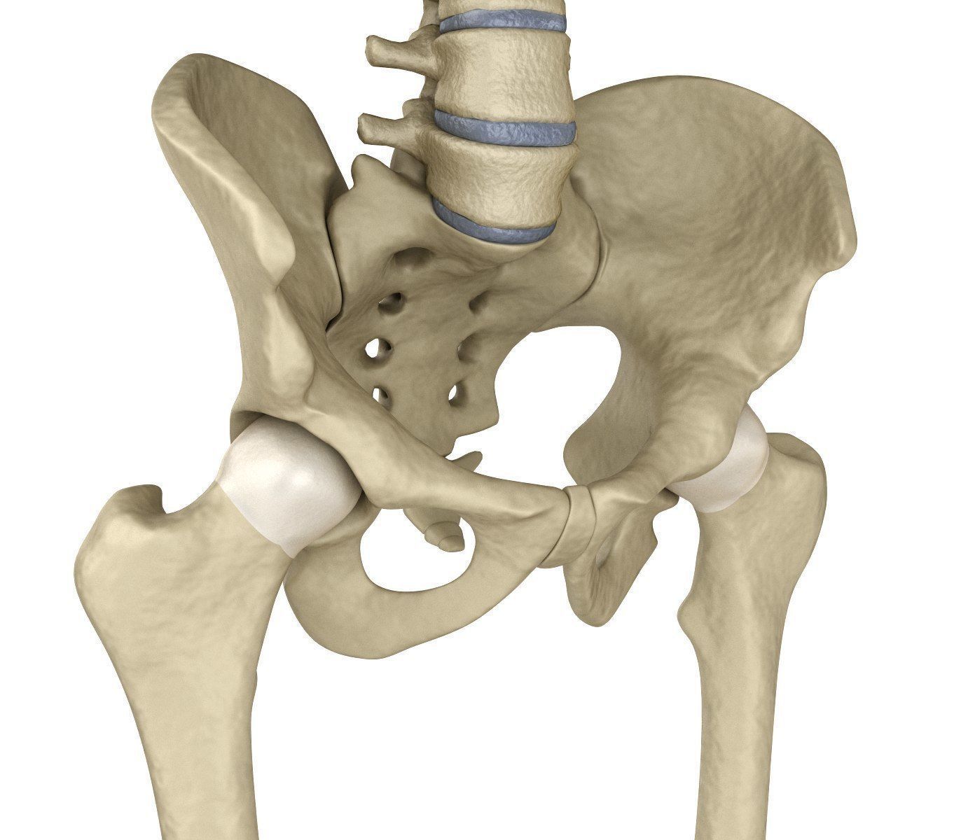 Human Skeleton and body Rigged Anatomy Low-poly 3D model_29