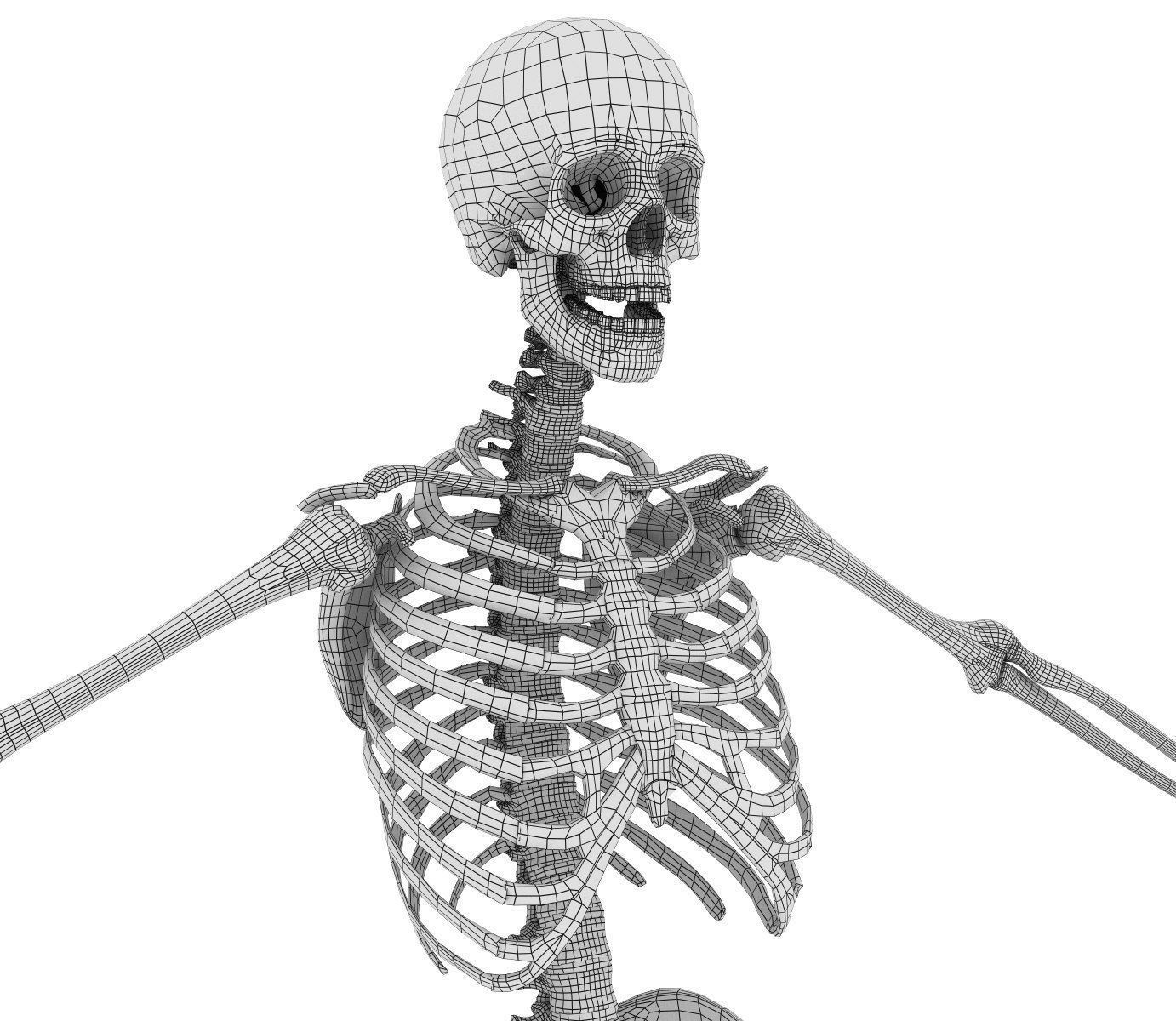 Human Skeleton and body Rigged Anatomy Low-poly 3D model_33