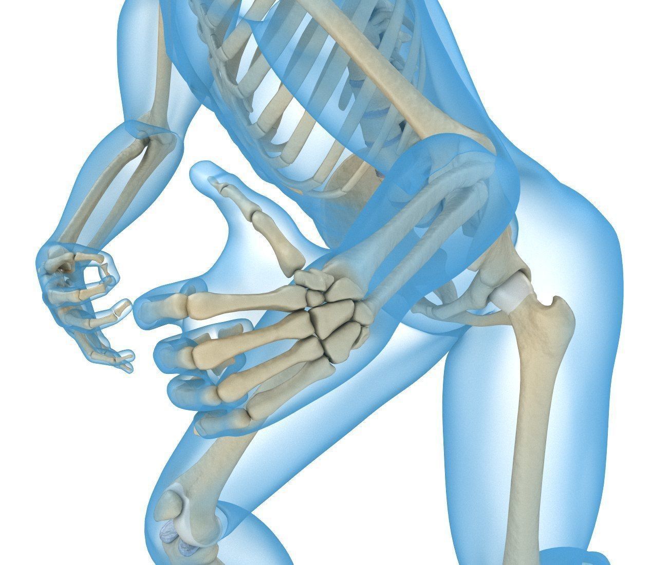Human Skeleton and body Rigged Anatomy Low-poly 3D model_11