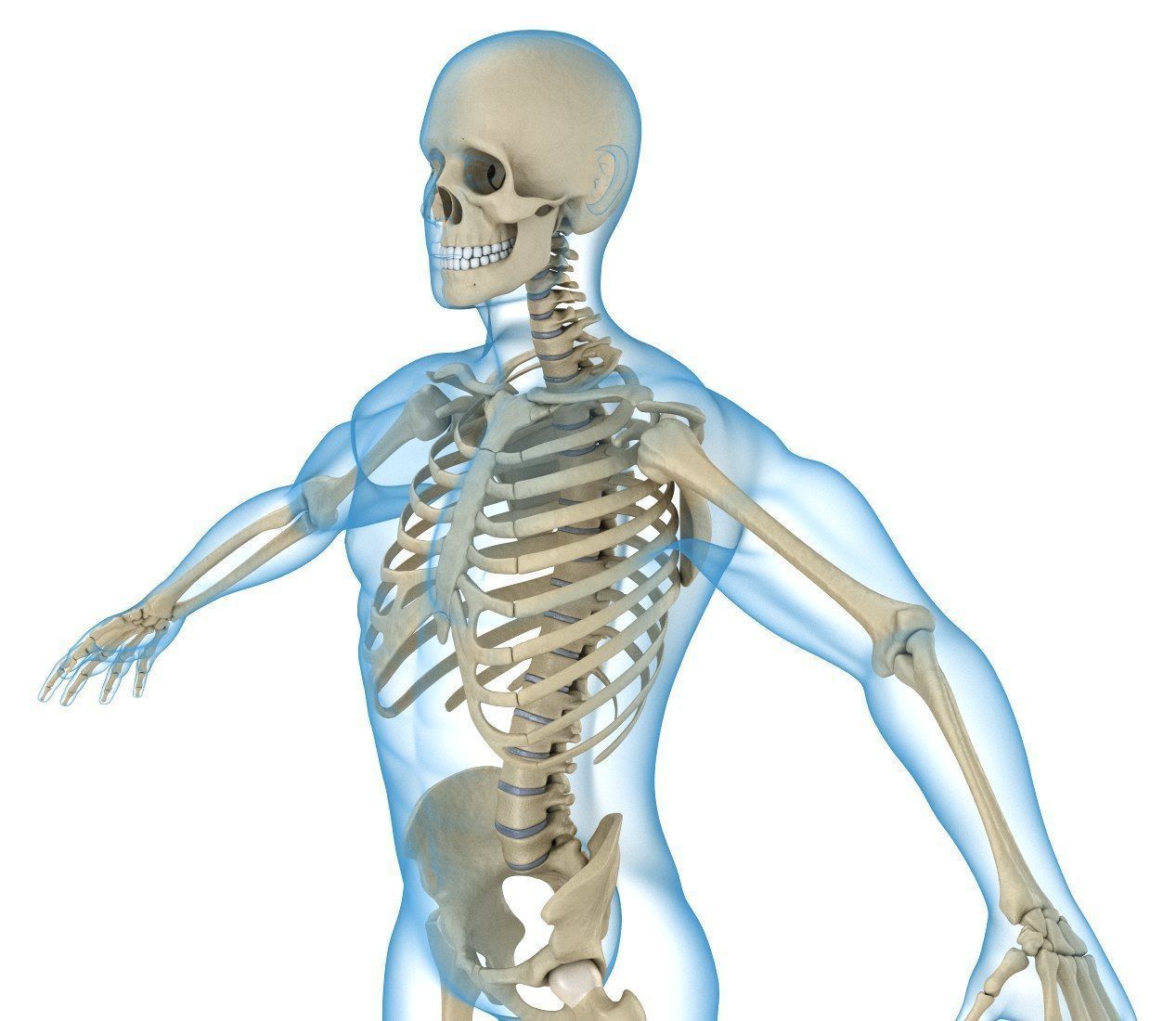 Human Skeleton and body Rigged Anatomy Low-poly 3D model_2