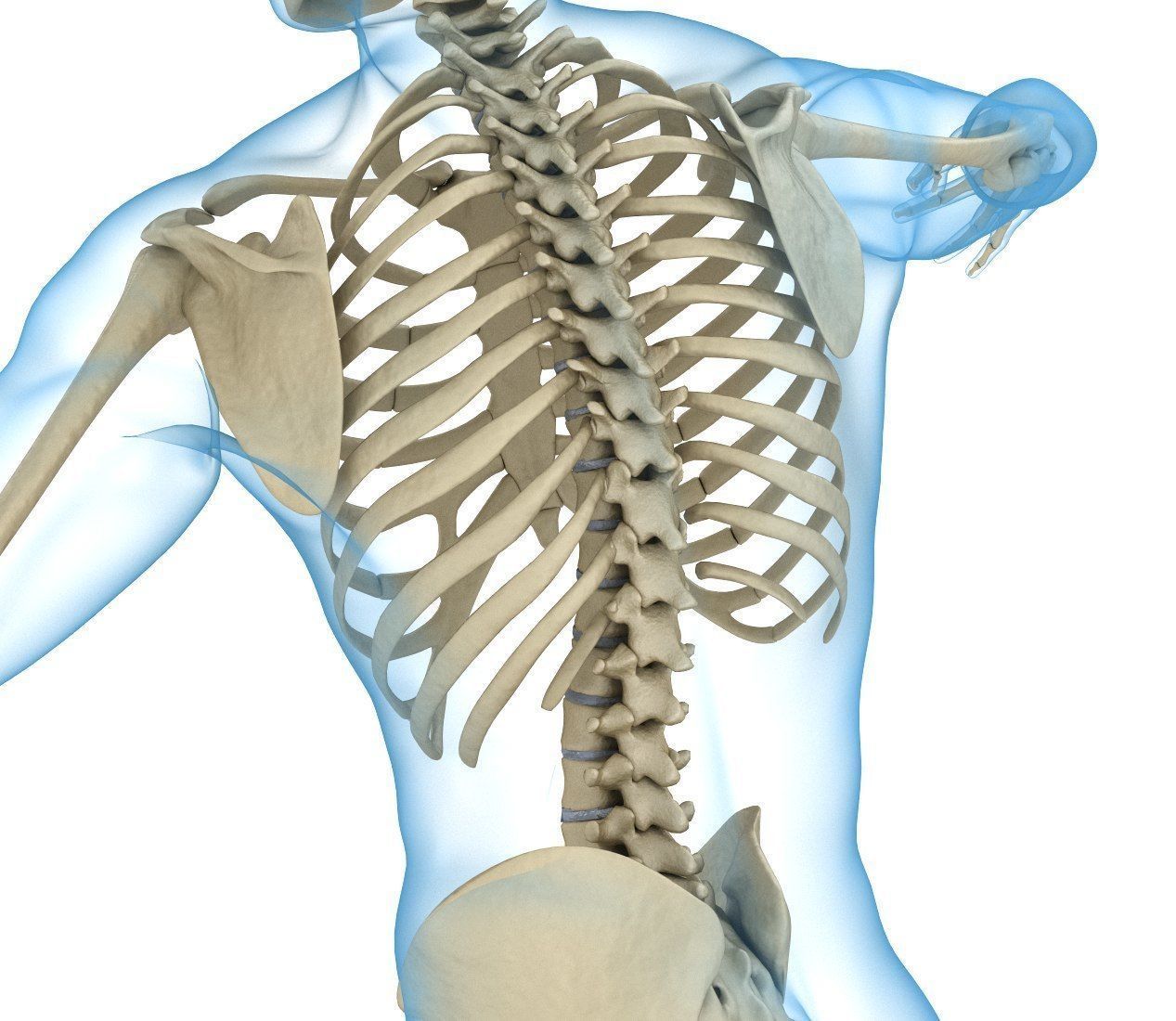 Human Skeleton and body Rigged Anatomy Low-poly 3D model_20